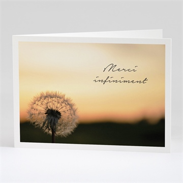 Remerciement décès pissenlit à l’aube